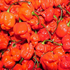 Scotch bonnet (rodo)